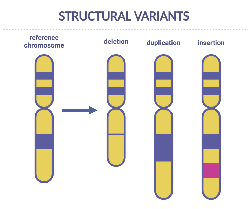 Four yellow pill-shaped icons with purple stripes in a row. The first is labeled "reference chromosome." The second is missing one purple stripe and labeled "deletion." The third has an extra purple stripe and is labeled "duplication." The fourth has a pink stripe and is labeled "insertion."